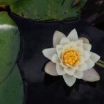 hipnoterapia hipnosis regresion vidas pasadas edad utero vientre materno hernan pena michael newton 1 Regresión entre Vidas Espacio Entre Vidas